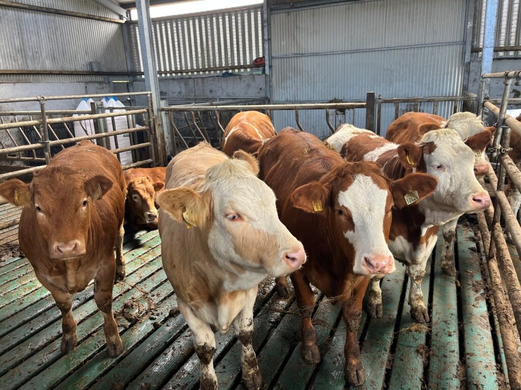 Breeding heifers in slatted shed