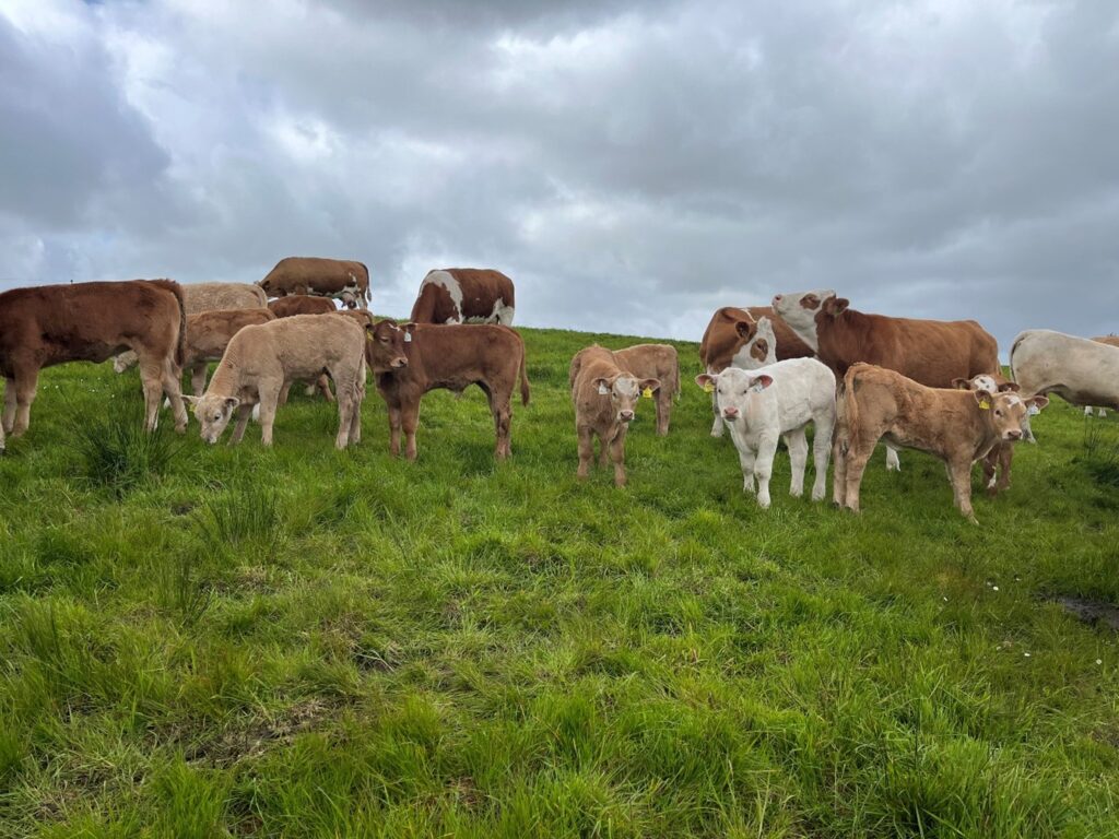 Suckler cows and calves in grass field