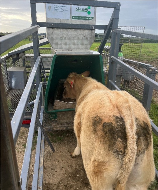 Calf eating ration from machine that measures methane production