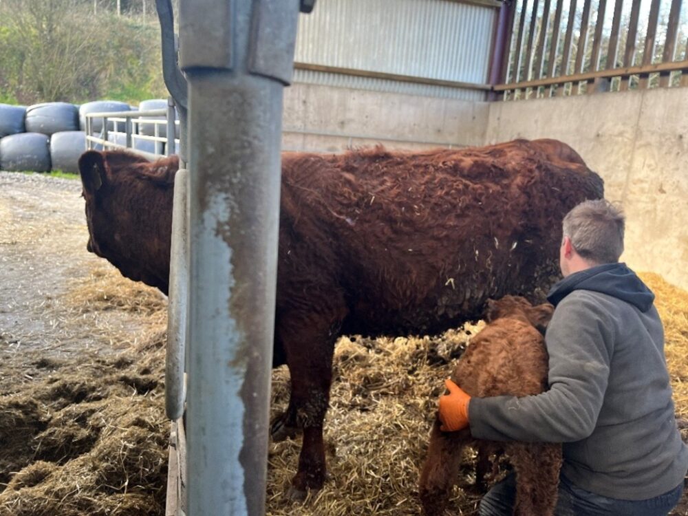 Wesley helping a newborn calf to suckle while the cow is restrained in a locking barrier