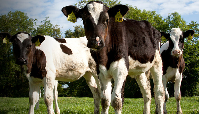 Tracking replacement heifer performance