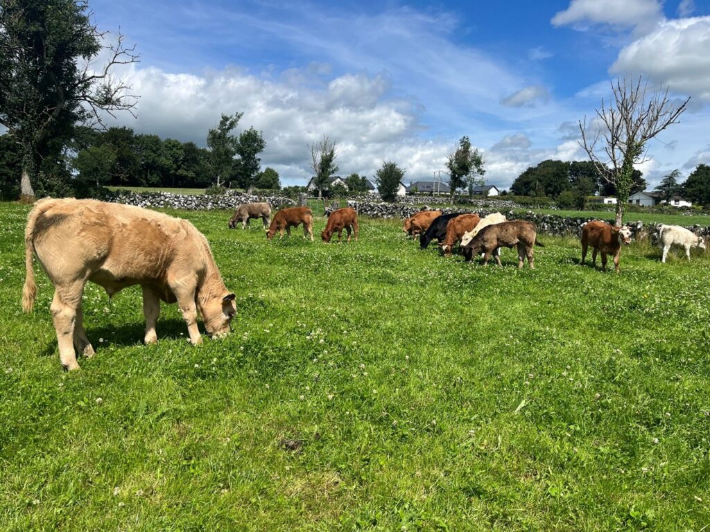 Calves creep grazing grass/clover ahead of cows AF