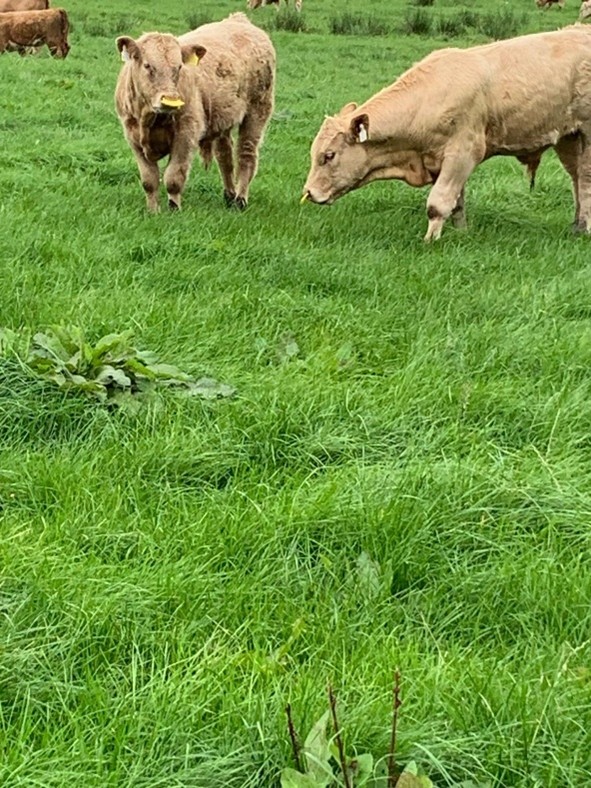 Calves at grass with nose paddles