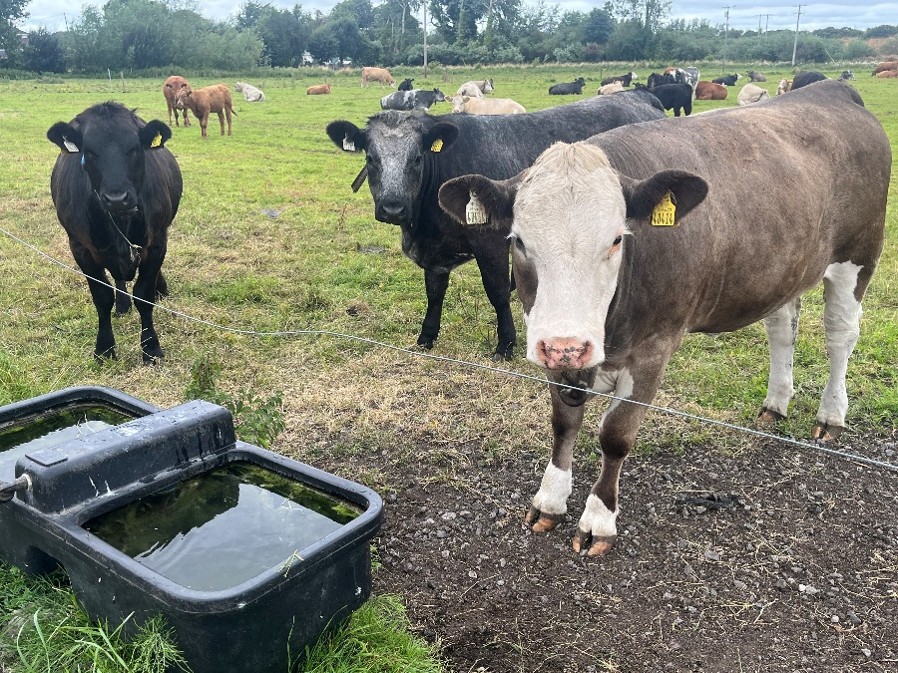 Beef cattle at water trough in grass field