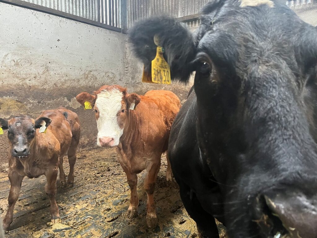 Cow, heifer & calf in shed