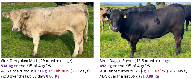Sire :Derryolam Matt ( 19 months of age) Sire : Gaggin Power ( 18.5 months of age) 534 Kg on the 27th of Aug ’25 492 Kg on the 27th of Aug ’25 ADG since turnout 0.73 Kg 1st Feb 2025 ( 207 days) ADG since turnout 0.76 Kg 1st Feb ’25 ( 207 Days ) ADG over the last 56 days 0.86 Kg ADG over the last 56 days 0.88 Kg 