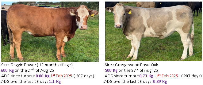 Sire: Gaggin Power ( 19 months of age) Sire : Grangewood Royal Oak 600 Kg on the 27th of Aug ’25 500 Kg on the 27th of Aug ‘25 ADG since turnout 0.80 Kg 1st Feb 2025 ( 207 days) ADG since turnout 0.73 Kg 1st Feb 2025 ( 207 days) ADG over the last 56 days 1.1 Kg ADG over the last 56 days 0.89 Kg 