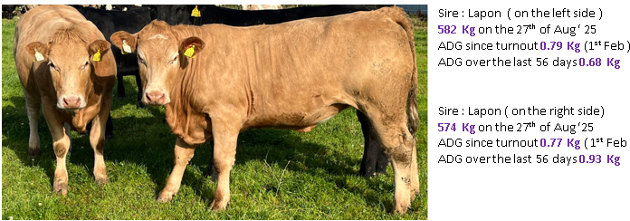 Sire : Lapon ( on the left side ) 582 Kg on the 27th of Aug ‘ 25 ADG since turnout 0.79 Kg (1st Feb ) ADG over the last 56 days 0.68 Kg Sire : Lapon ( on the right side) 574 Kg on the 27th of Aug ‘25 ADG since turnout 0.77 Kg ( 1st Feb ) ADG over the last 56 days 0.93 Kg 