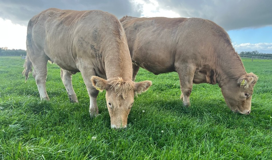 Charolais heifers grazing grass