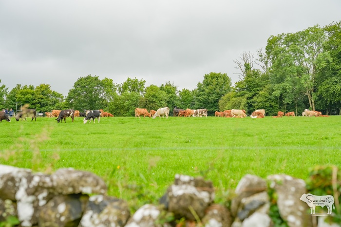 Community, cattle and curiosity: Huge turnout for Agri Aware Open Farm in Co. Galway