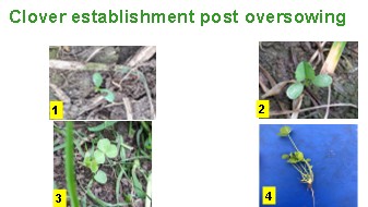 Clover growth after sowing