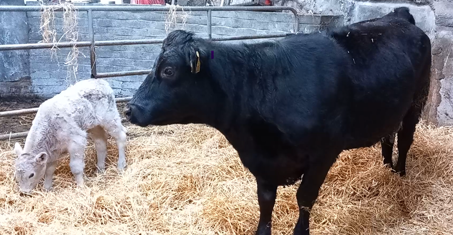 Suckler cow and calf in calving pen