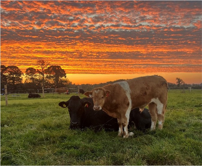 Cow with calf at grass 