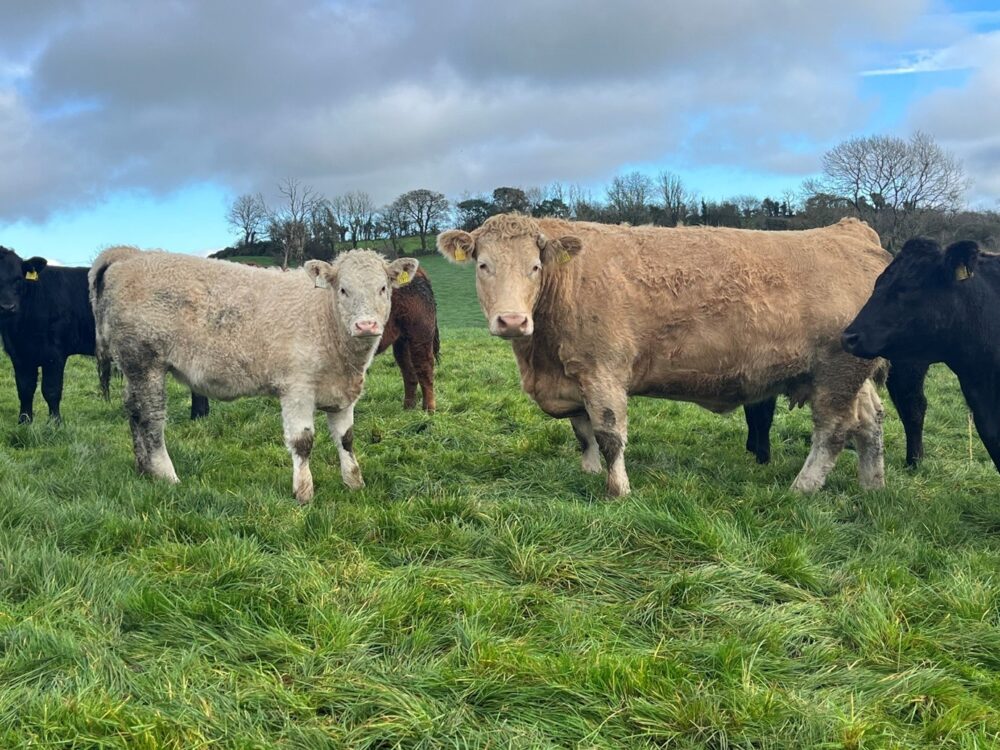 Charolais cow and calf in a field WB
