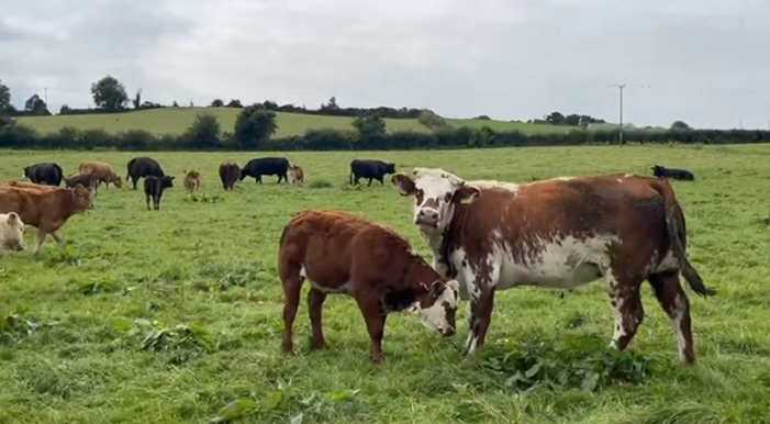 Cow with its calf at grass