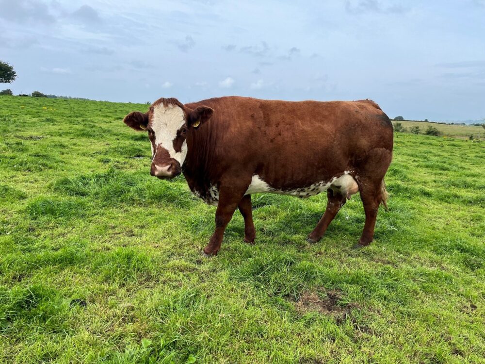 Dry cow at grass