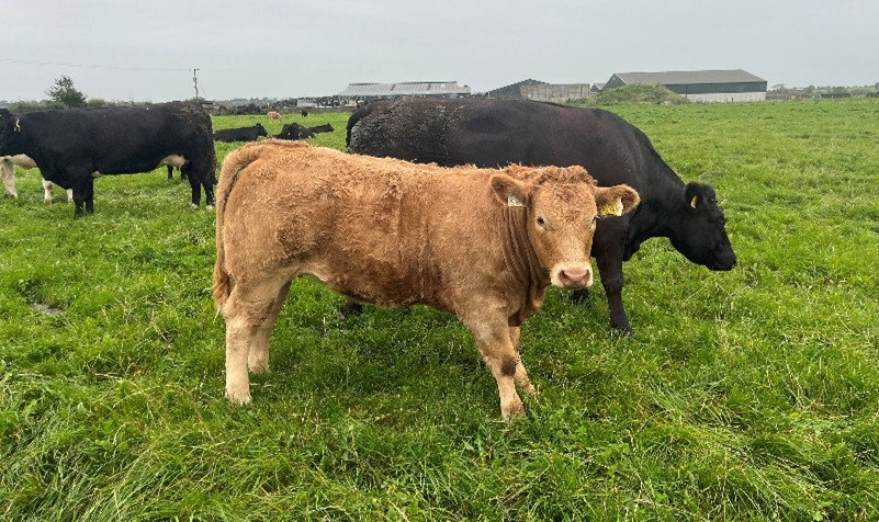 Cow and calf at grass