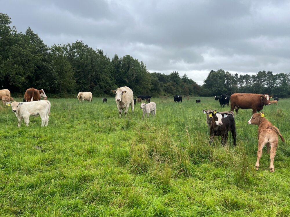 Cows and calves at grass