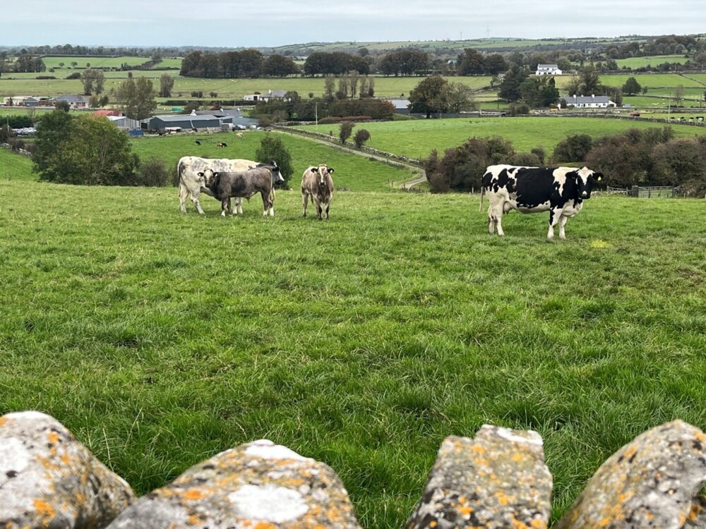 Newly purchased BAX cows and calves in a field