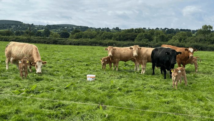 Breeding and feeding autumn-calving cows