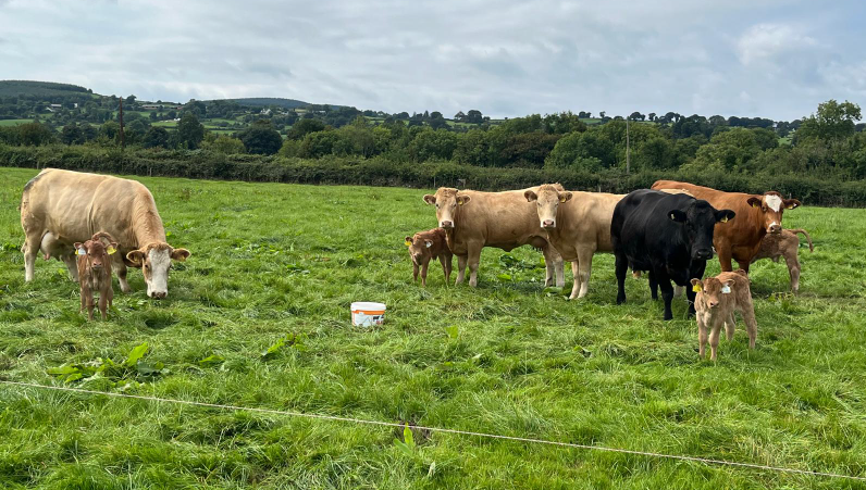 Cows and calves at grass