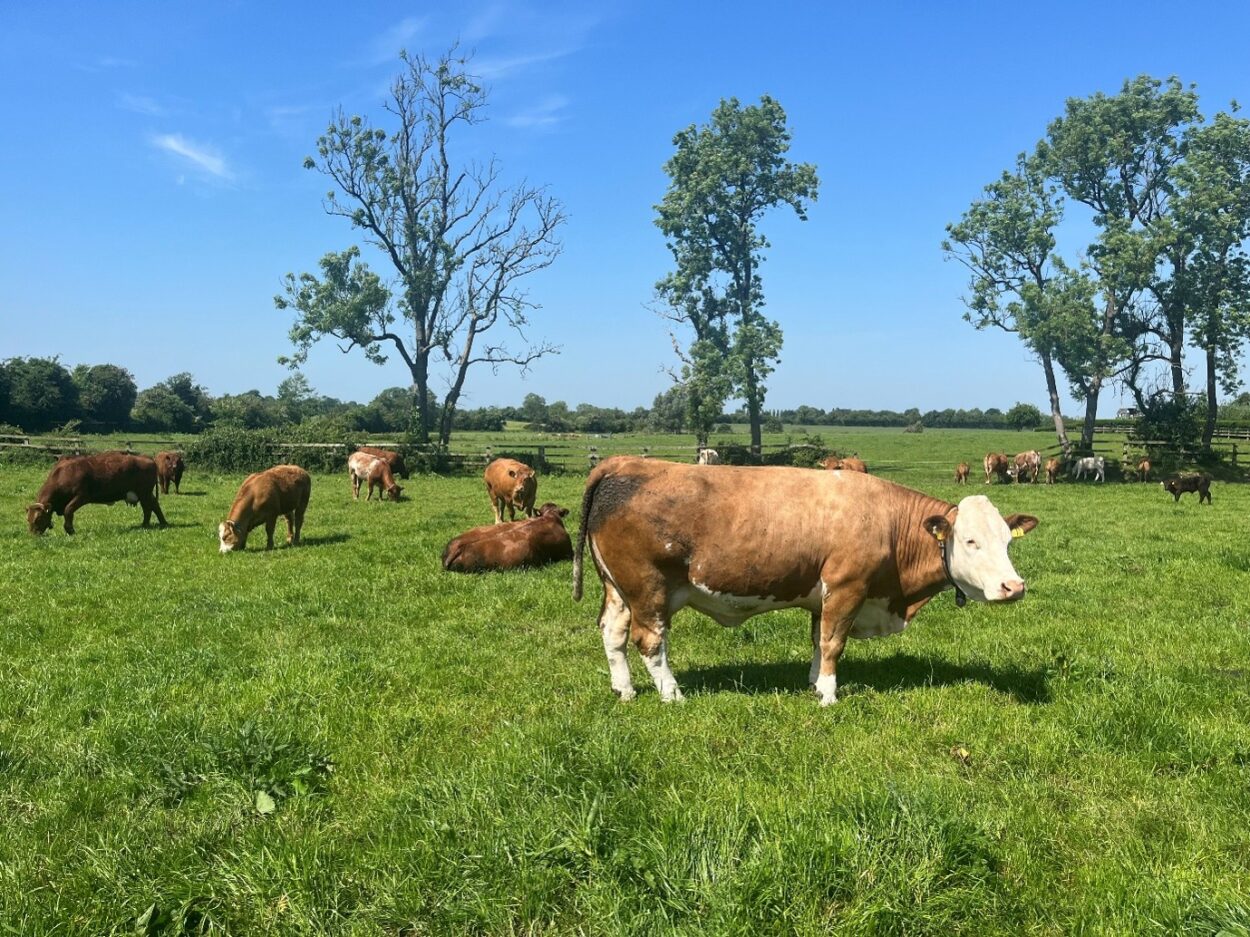 Suckler cows and calves in grass paddock on a sunny day
