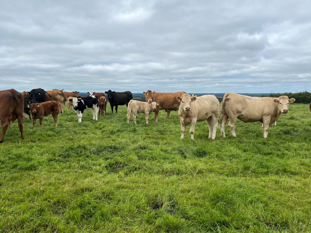 Cows and calves at grass