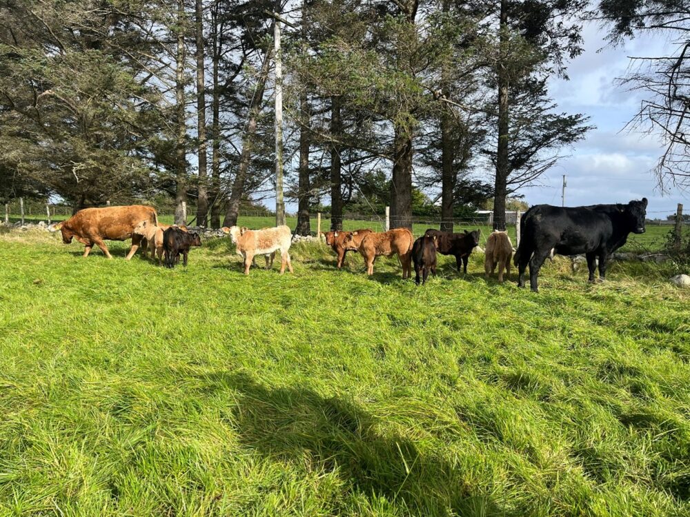 Suckler cows and autumn born calves grazing a paddock