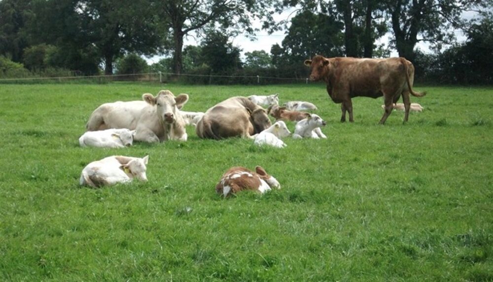 Cows and calves lying down in a field