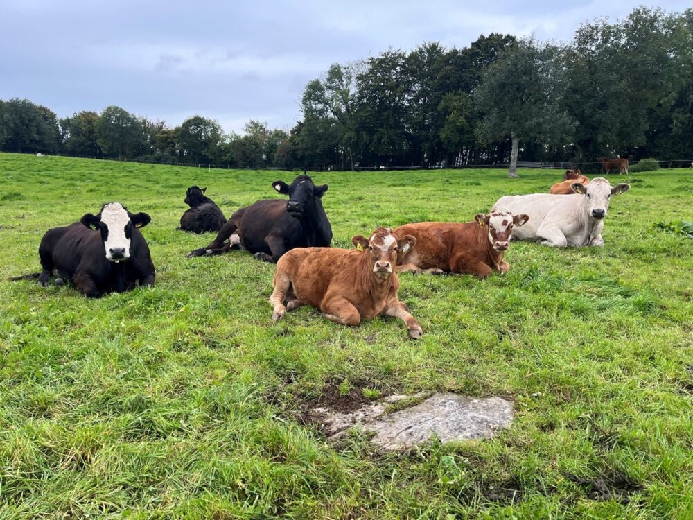 Cows and calves lying down in field of grass