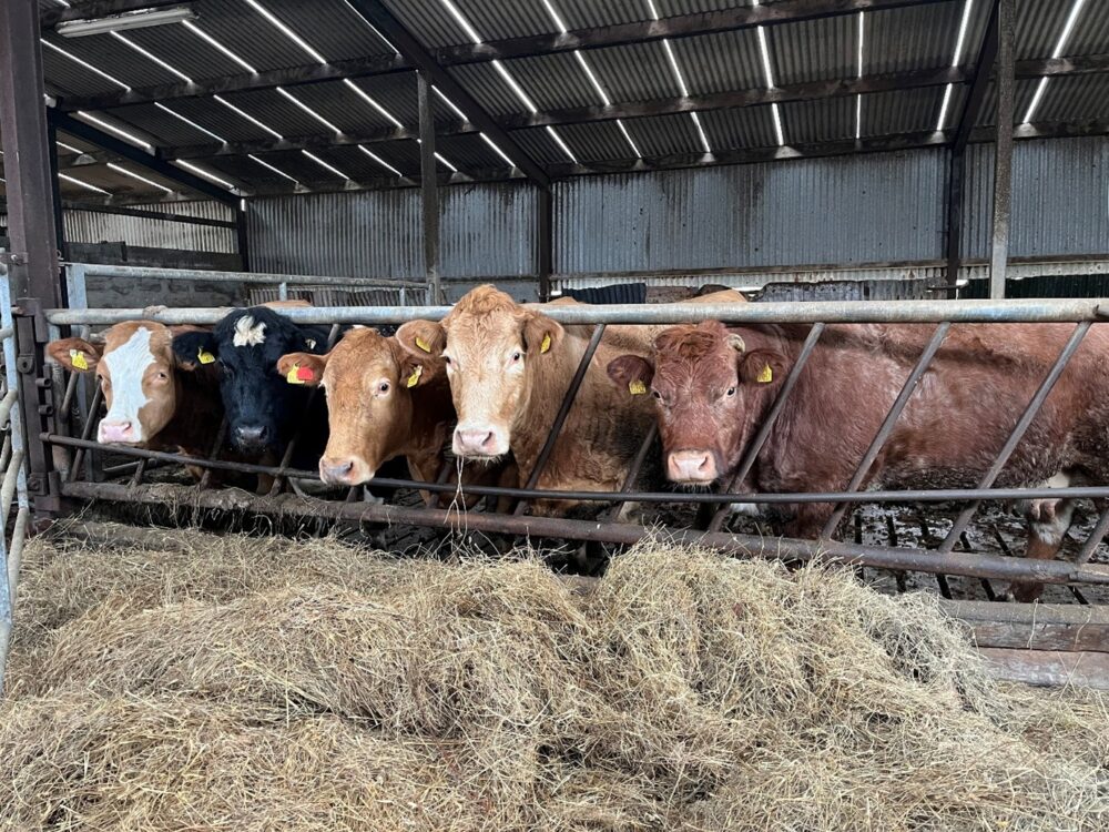 In calf heifers and cows eating haylage at feed barrier