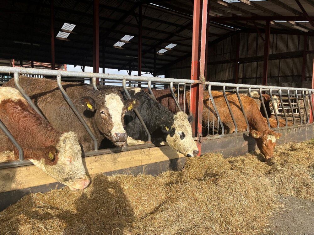 Suckler cows eating silage in shed