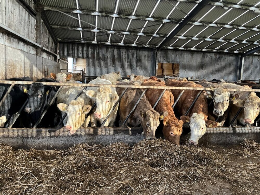 Suckler cows at a feed barrier in a slatted shed