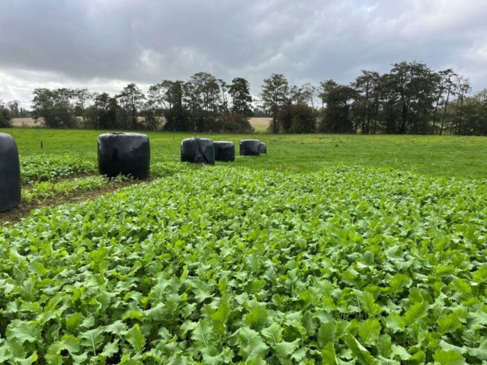 Grazing forage crops – Michael McGuigan’s approach