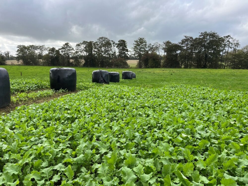 Crop of Interval with bales stacked along the wedge and buffer area visible in the background