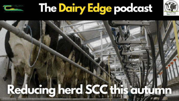 Dairy Edge: Reducing herd SCC this autumn