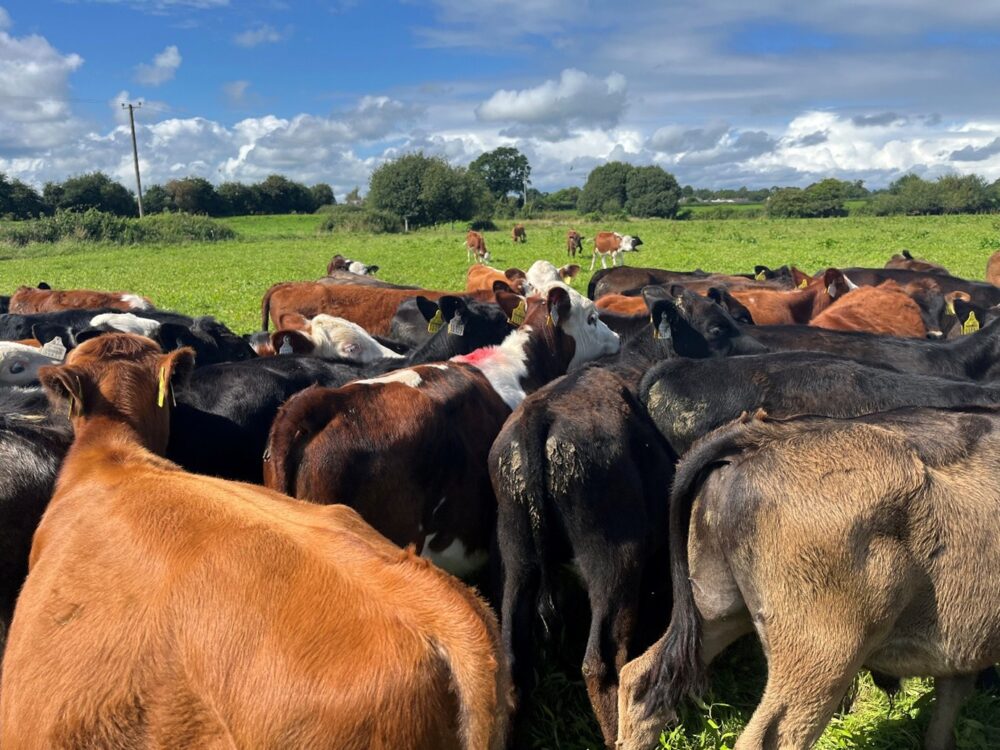 Dairy beef calves with ones marked for taking repeat FEC samples