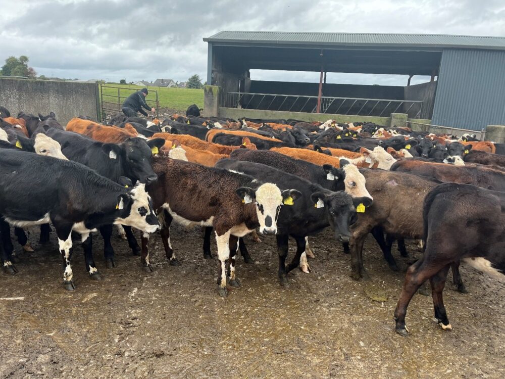 Dairy beef calves gathered in yard