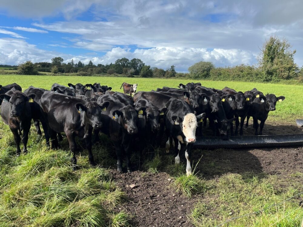Dairy beef calves at grass