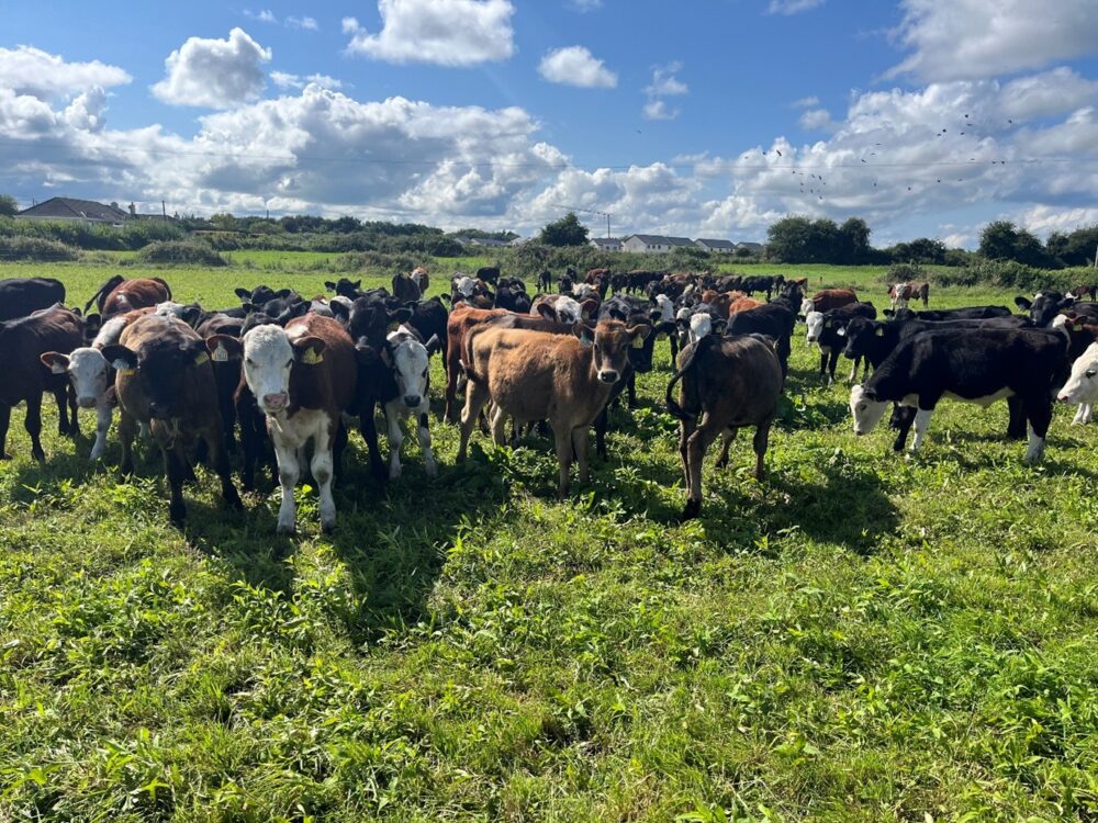 Dairy beef calves in field with redshank weeds visible