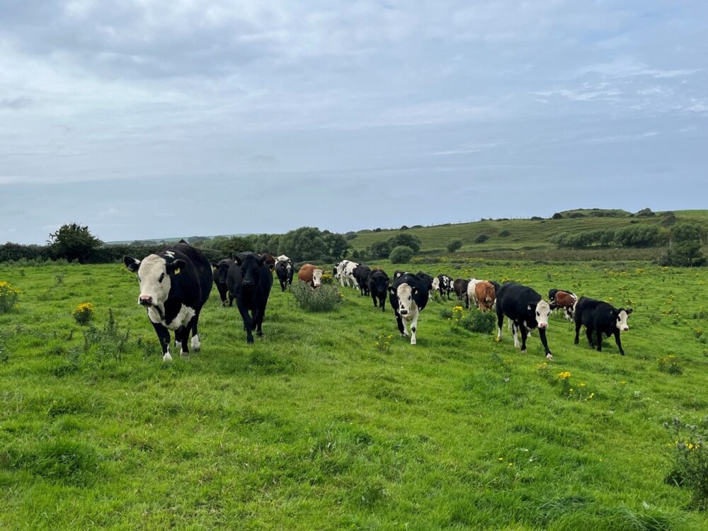 Dairy beef heifers at grass