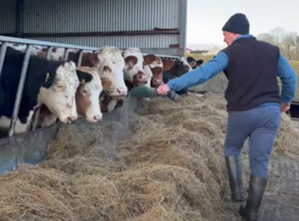 Framer dusting minerals on silage for cows RC 
