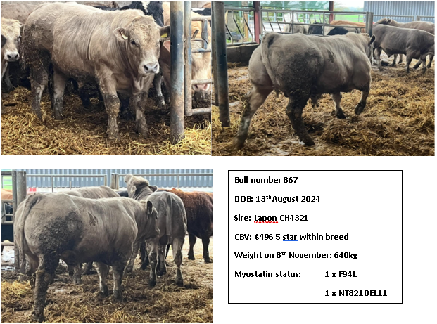 Images and breeding details of a Lapon bull that weighed 640kg on 8th November