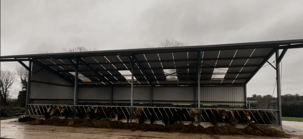 New slatted shed with cattle housed for their first winter