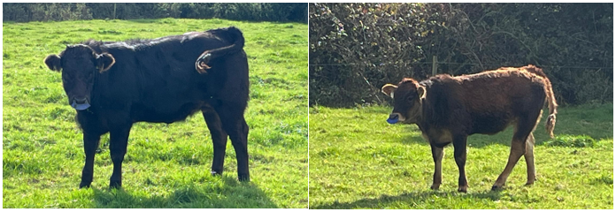 Weanling calves with paddles in their noses for weaning