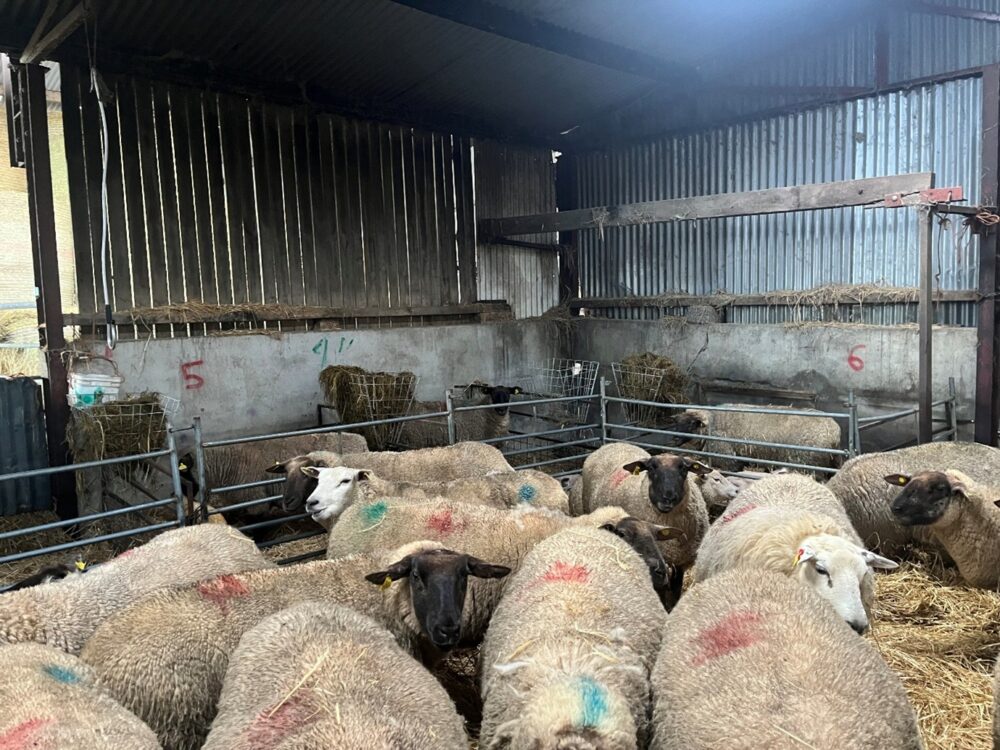 Housed ewes ready for lambing on straw bed with pens visible in the background