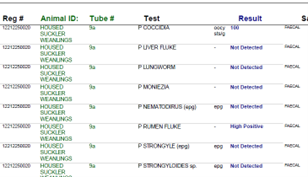 FEC results showing positive result for rumen fluke