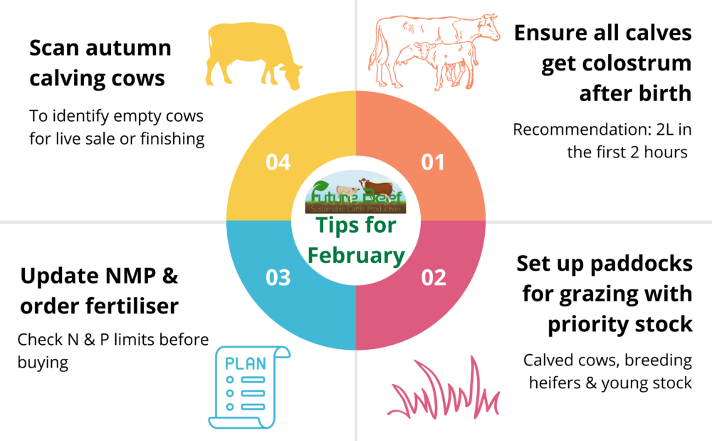 Top tips for February 2026 - Ensure all calves get colostrum after birth, set up paddocks for grazing with priority stock, update NMP & order fertiliser, scan autumn calving cows & cull ones not in calf