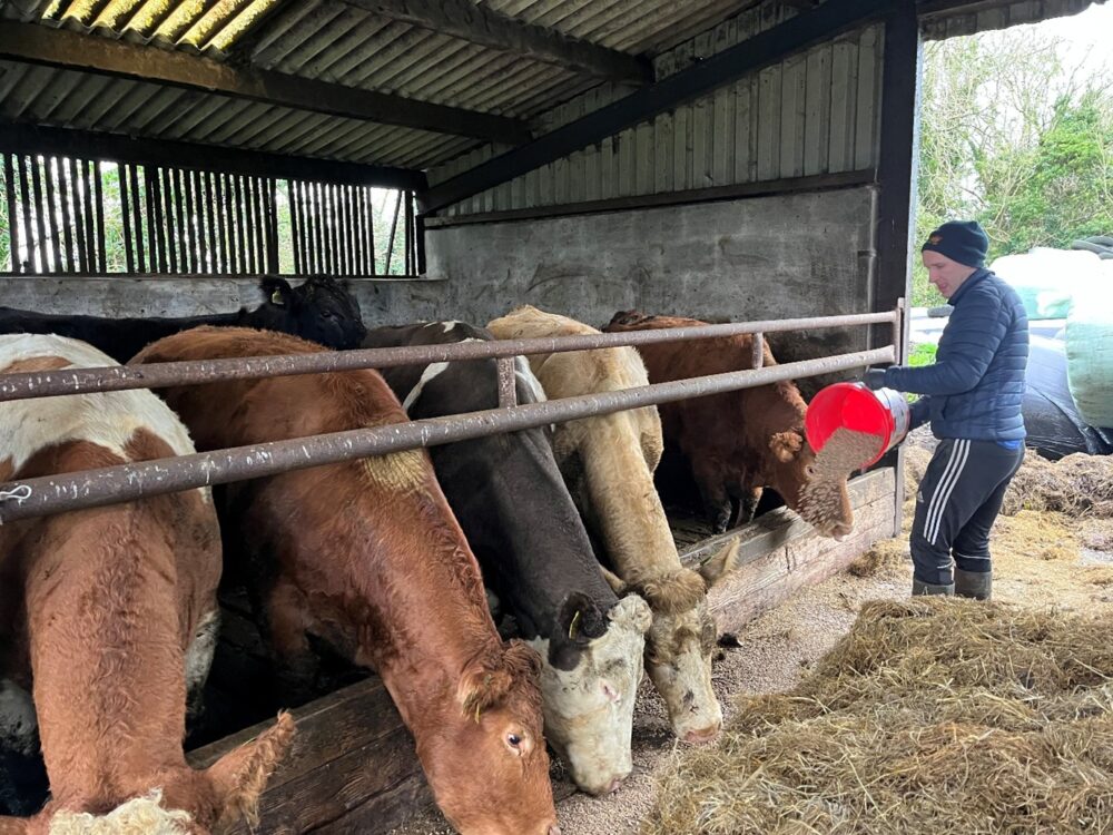 Aonghusa Fahy feeding ration to cull cows in pen