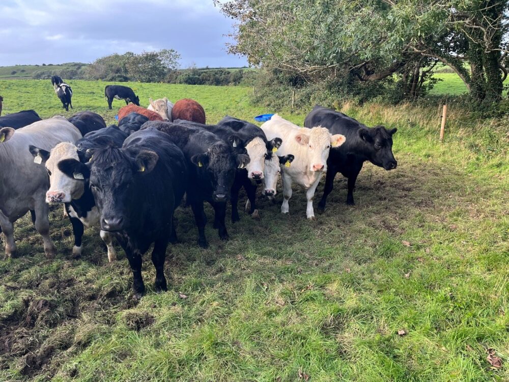 Finishing heifers that are being fed meal at grass